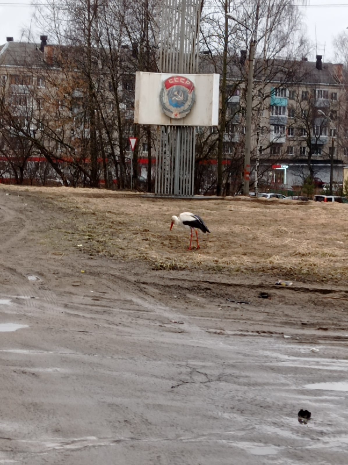 Аист и заяц в черте города: в Ярославской области к людям стали чаще выходить дикие животные