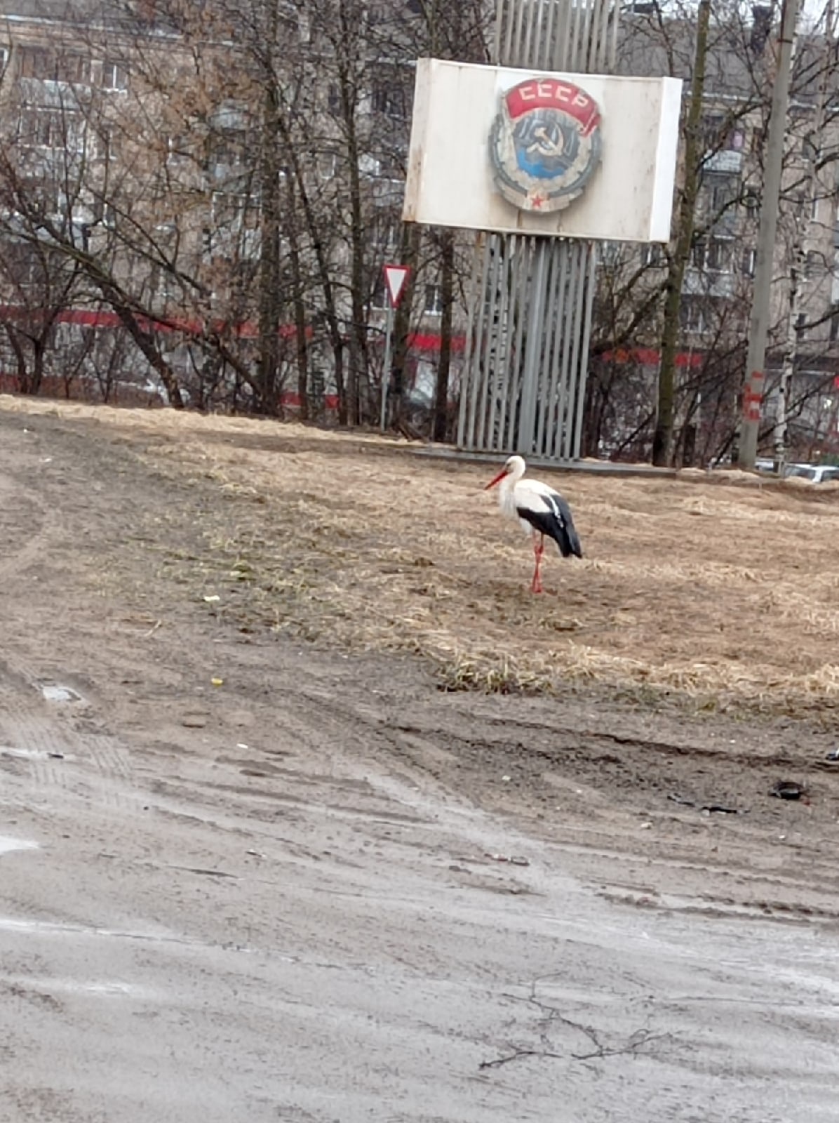 Аист и заяц в черте города: в Ярославской области к людям стали чаще выходить дикие животные