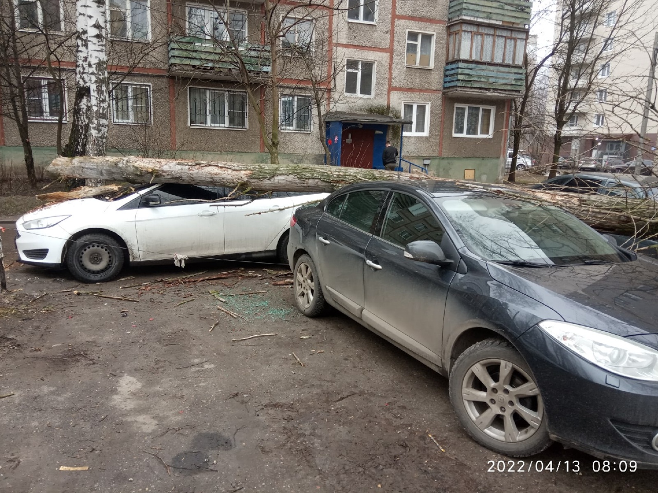 В ярославском дворе дерево упало на несколько автомобилей
