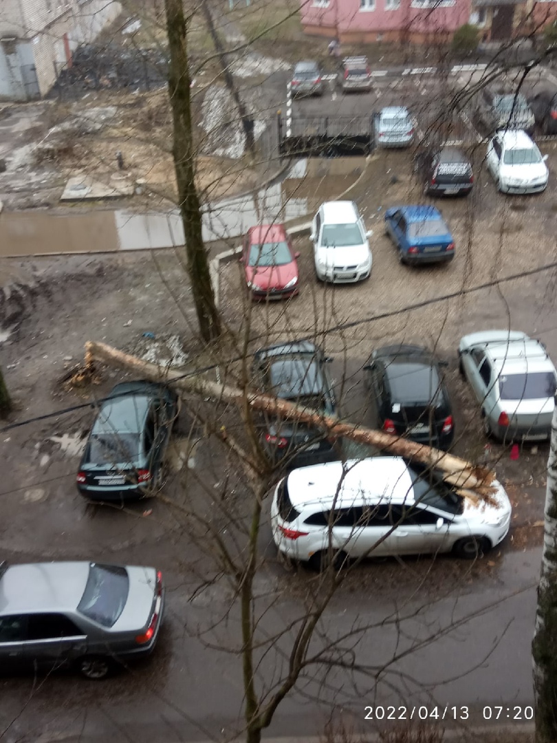 В ярославском дворе дерево упало на несколько автомобилей