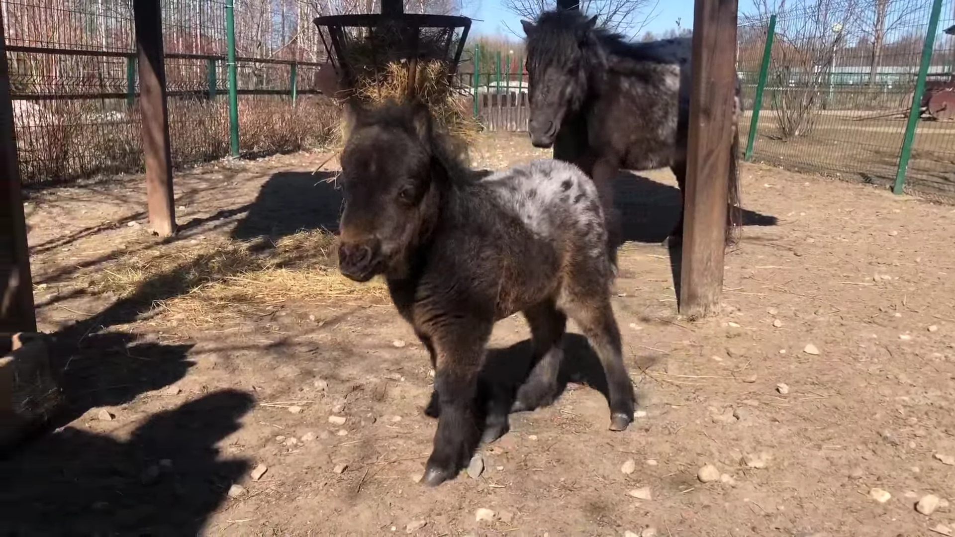 В Ярославском зоопарке — беби-бум: на свет появились три детеныша