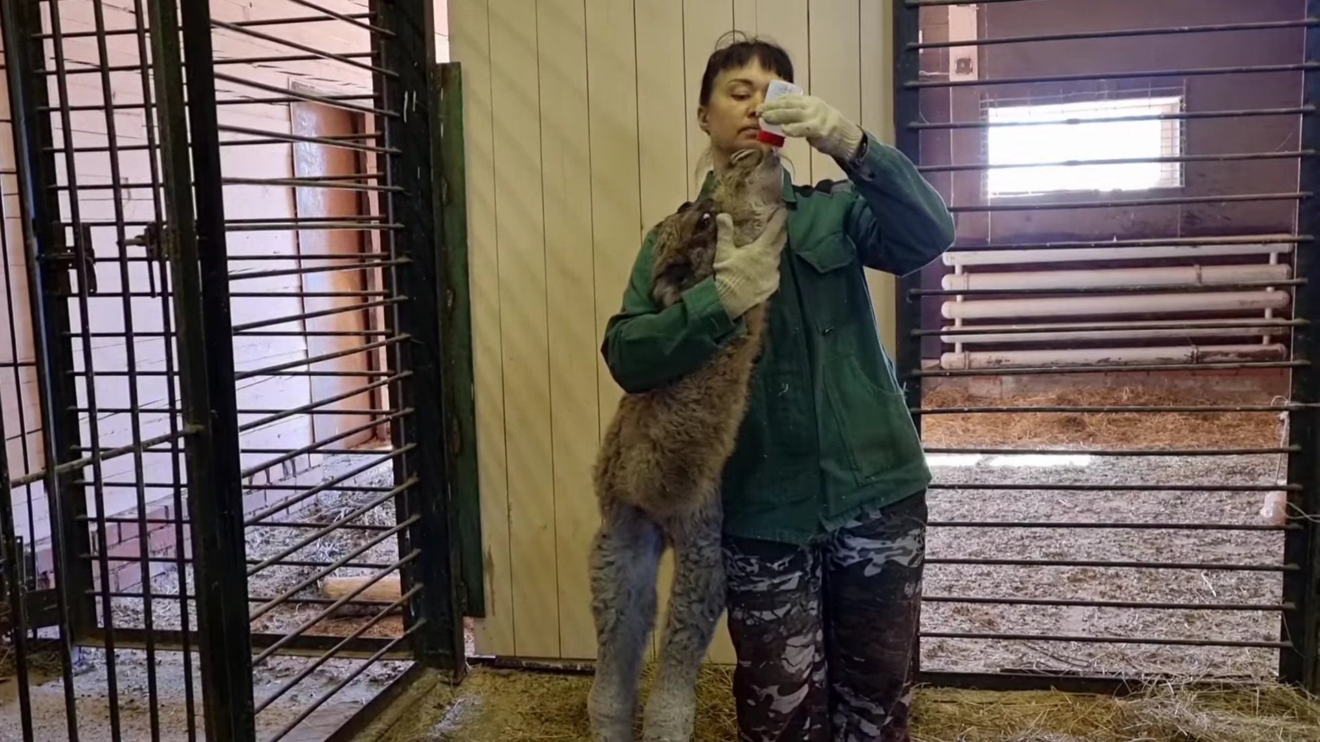 В Ярославском зоопарке – беби-бум: на свет появились три детеныша