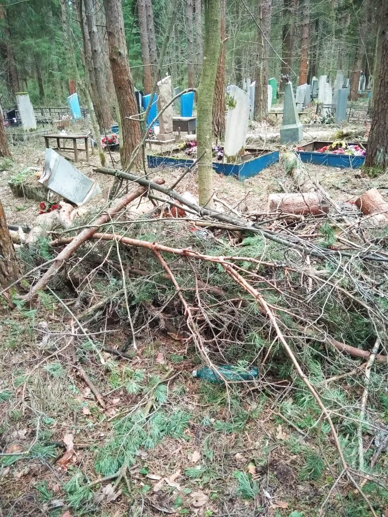 В Ярославле на Игнатовском кладбище спиленные деревья бросили на могилах