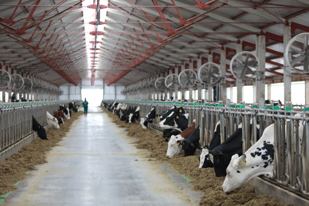 Михаил Евраев открыл новую молочно-товарную ферму в Ярославском районе