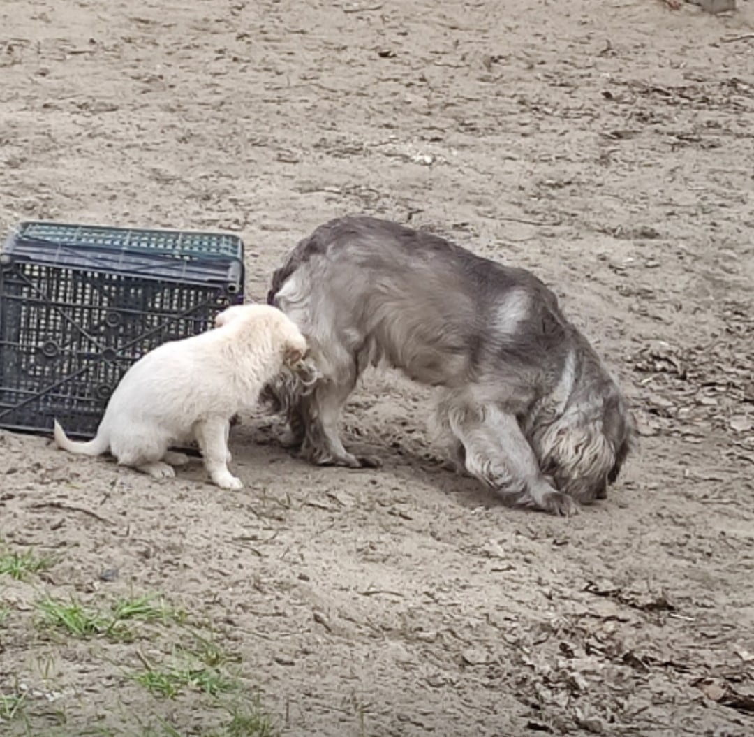 Собаку со щенком выкинули на улицу в ящиках: в Ярославле ищут хороших хозяев для животных
