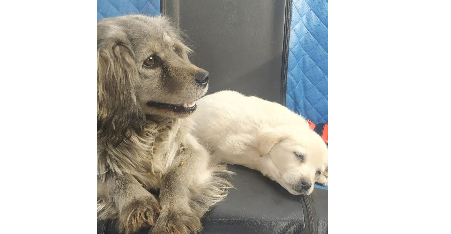 Собаку со щенком выкинули на улицу в ящиках: в Ярославле ищут хороших хозяев для животных
