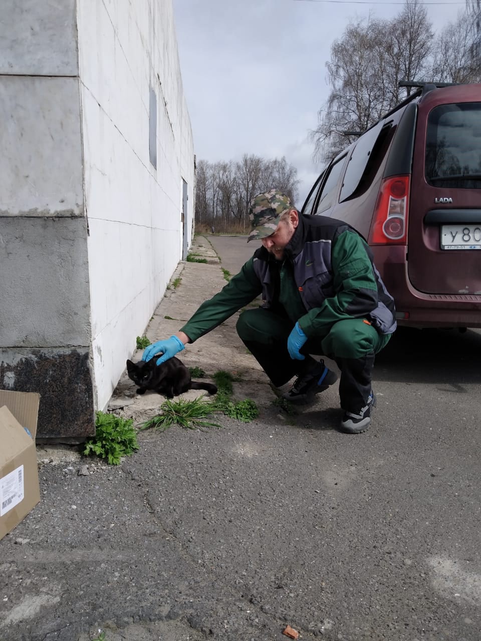 В Ярославской области на вакцинацию самостоятельно пришли бездомные собаки и кошка