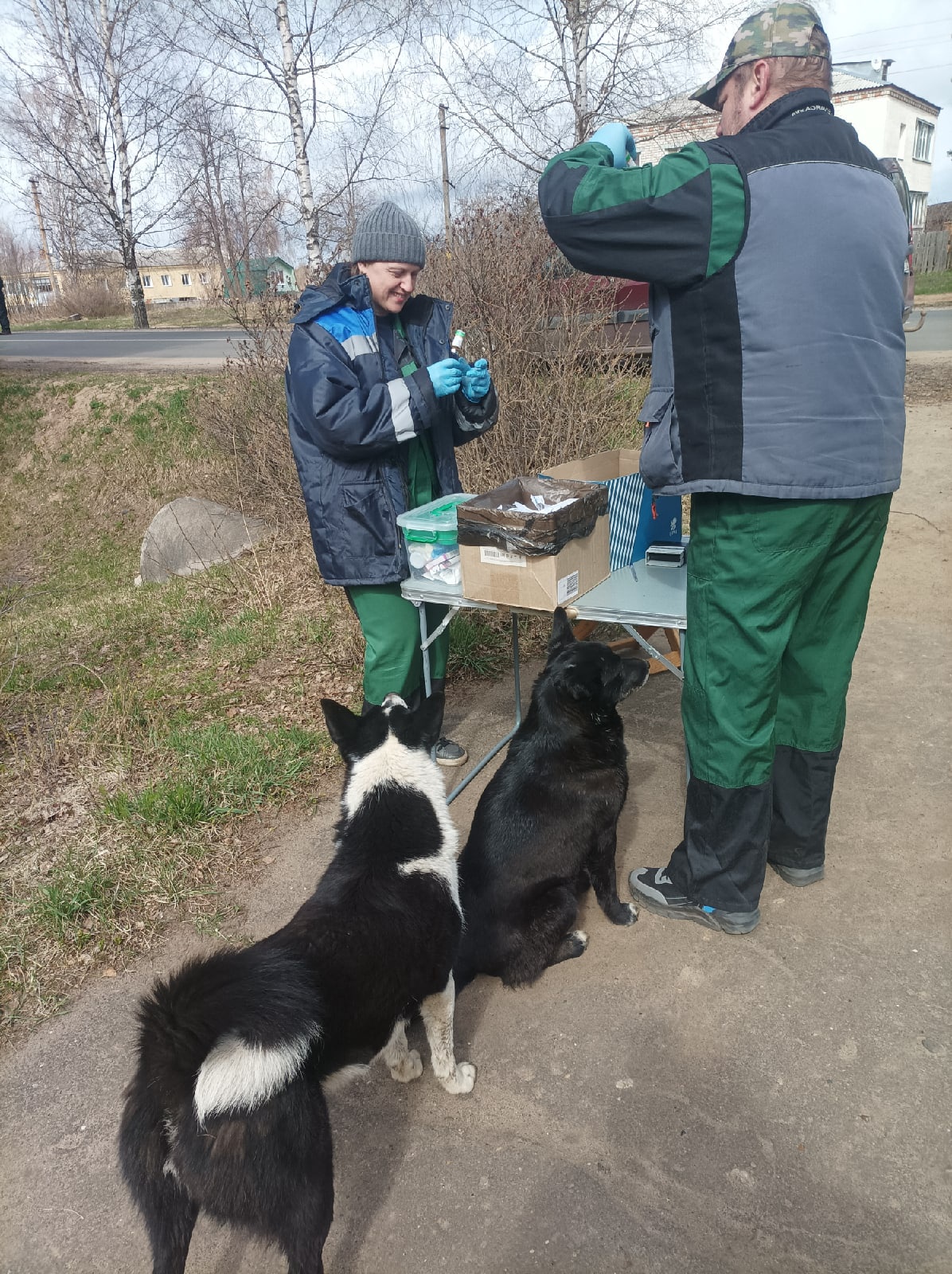 В Ярославской области на вакцинацию самостоятельно пришли бездомные собаки и кошка