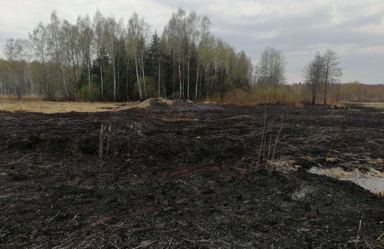 В Ярославской области оперативно ликвидировали возгорание в Переславском лесничестве