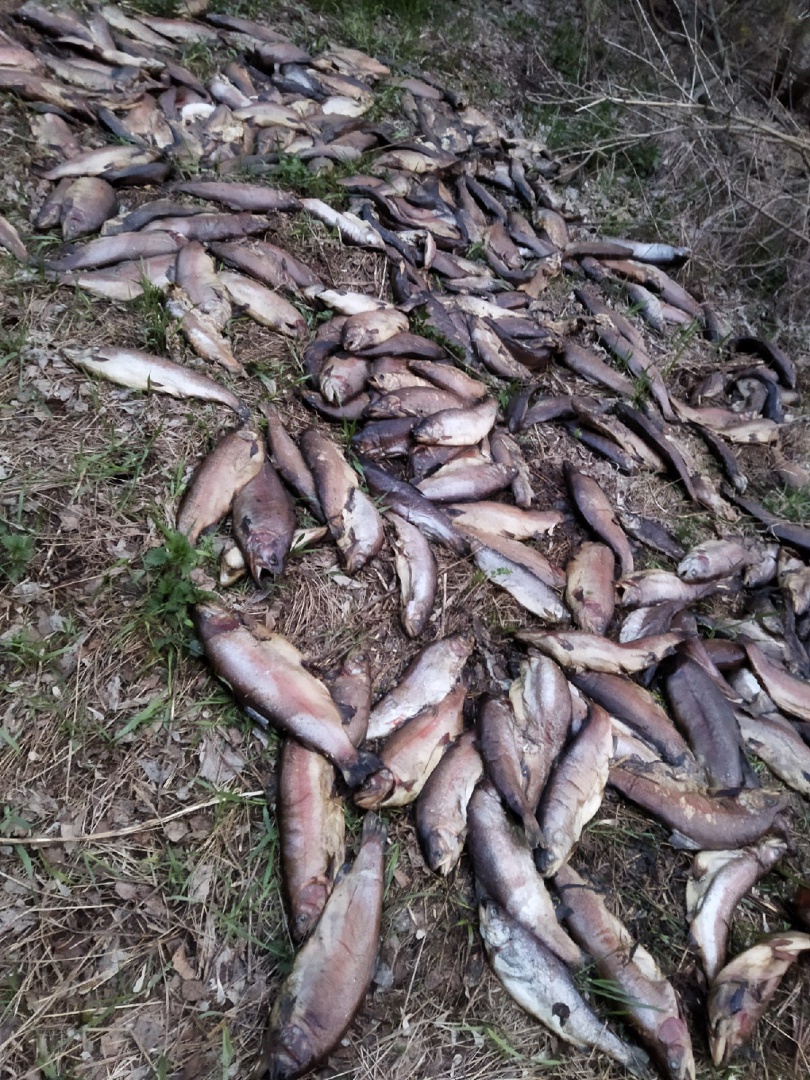 Специалисты опровергли информацию из соцсетей о свалке рыбы за Волгой в Ярославле
