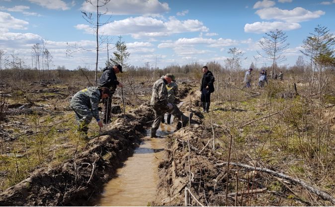 4,5 тысячи елей посадили в лесничестве Ярославской области в рамках акции «Сад памяти»