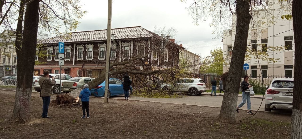 В центре Ярославля дерево упало на машину и перегородило движение