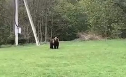 В сети появилось видео, как медведь прогуливается около домов в деревне Ярославской области