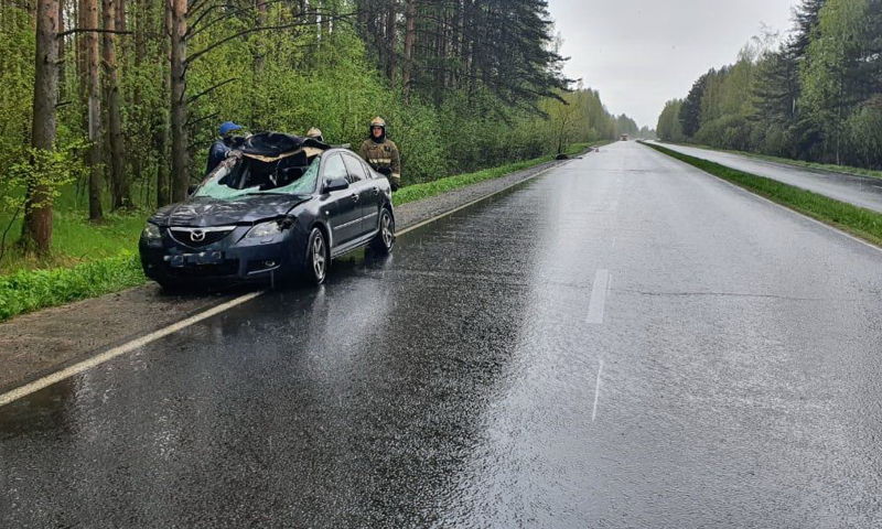 В Ярославской области водитель иномарки сбил лося: туша животного пробила лобовое стекло