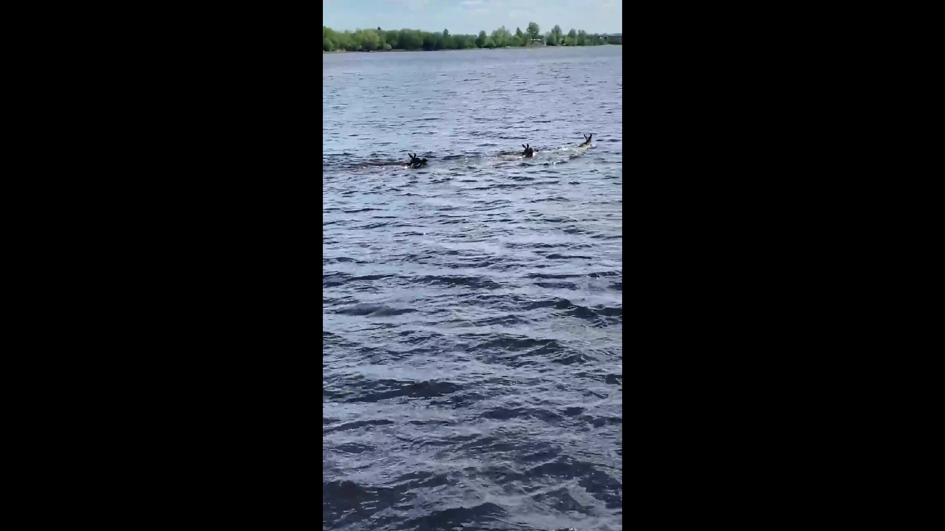 В Ярославле на видео сняли группу лосей, переплывавших Волгу