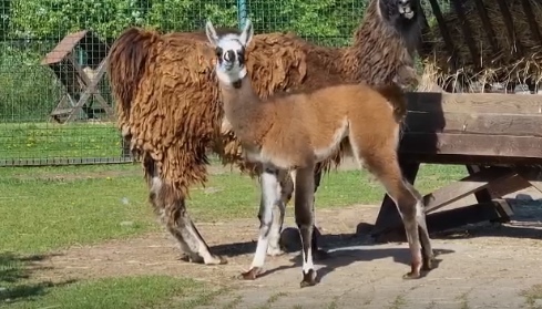 Ярославцы придумали имя для новорожденной ламы в зоопарке