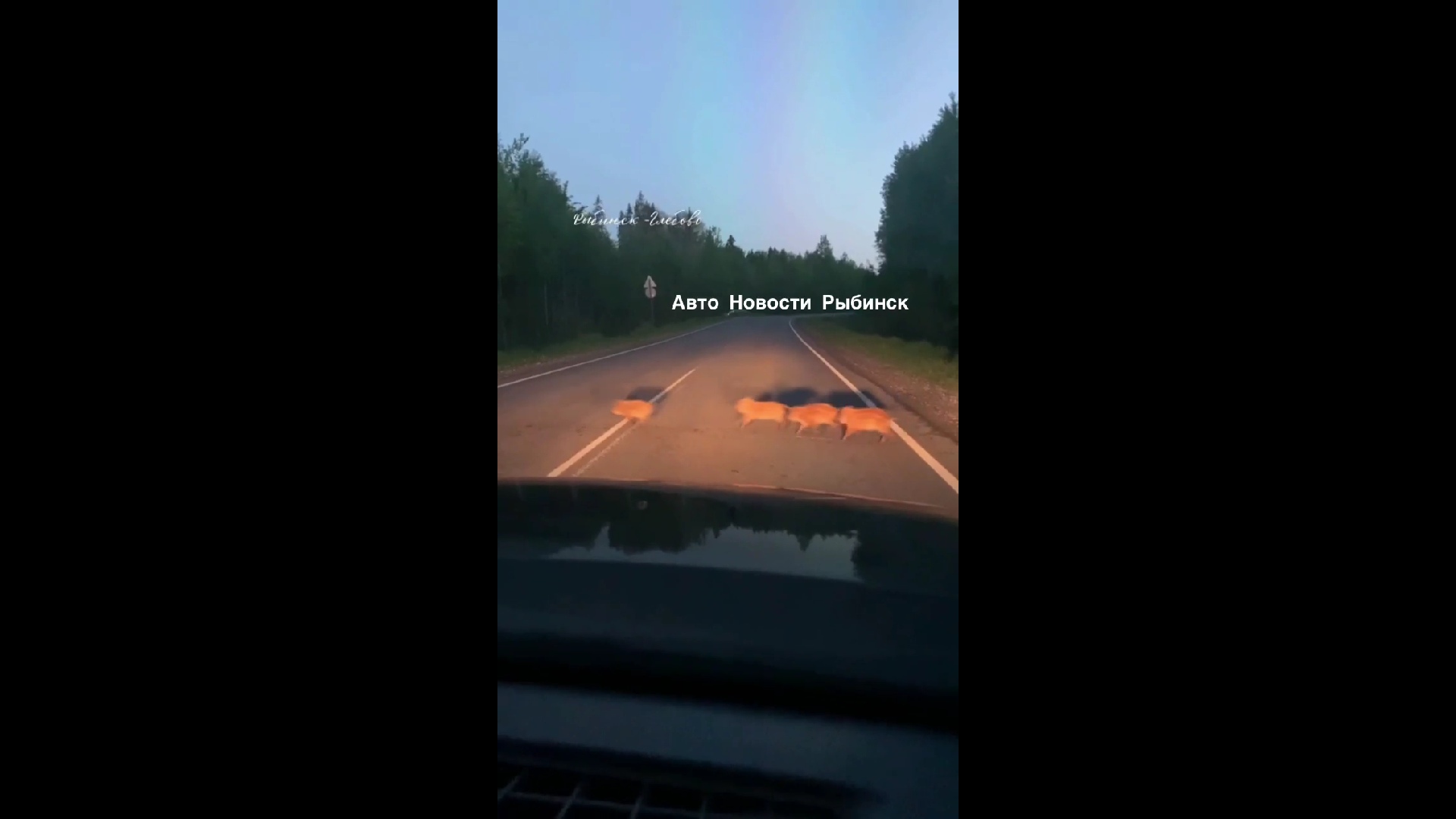 В Ярославской области на видео сняли трех лосей и стаю молодых кабанов