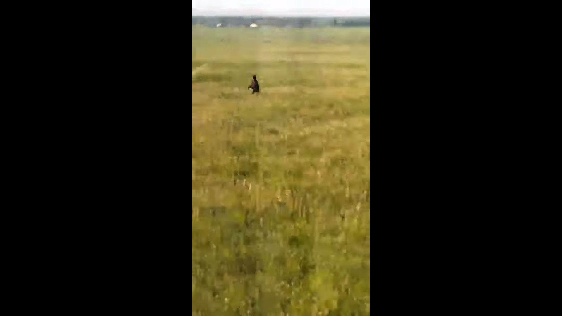 Под Ярославлем на видео сняли бегущего по полю медвежонка