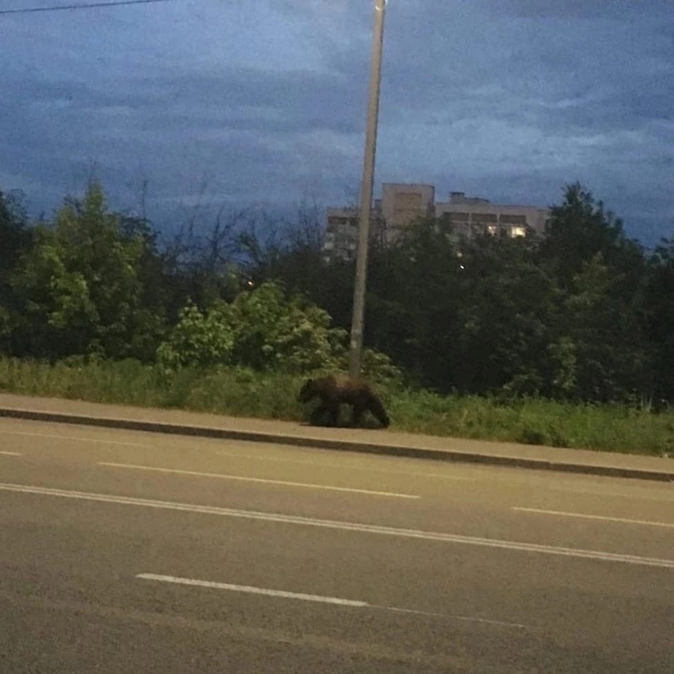 В Рыбинске устроили погоню за медвежонком