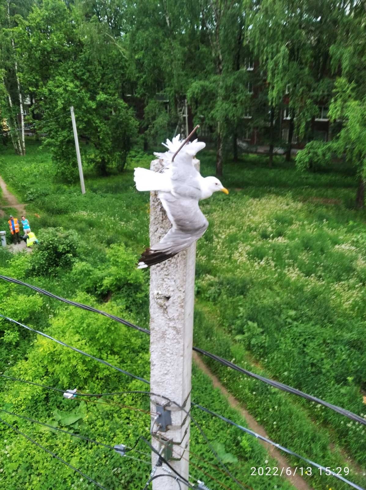 В Ярославле чайка напоролась крылом на арматуру: спасатели пришли на помощь птице