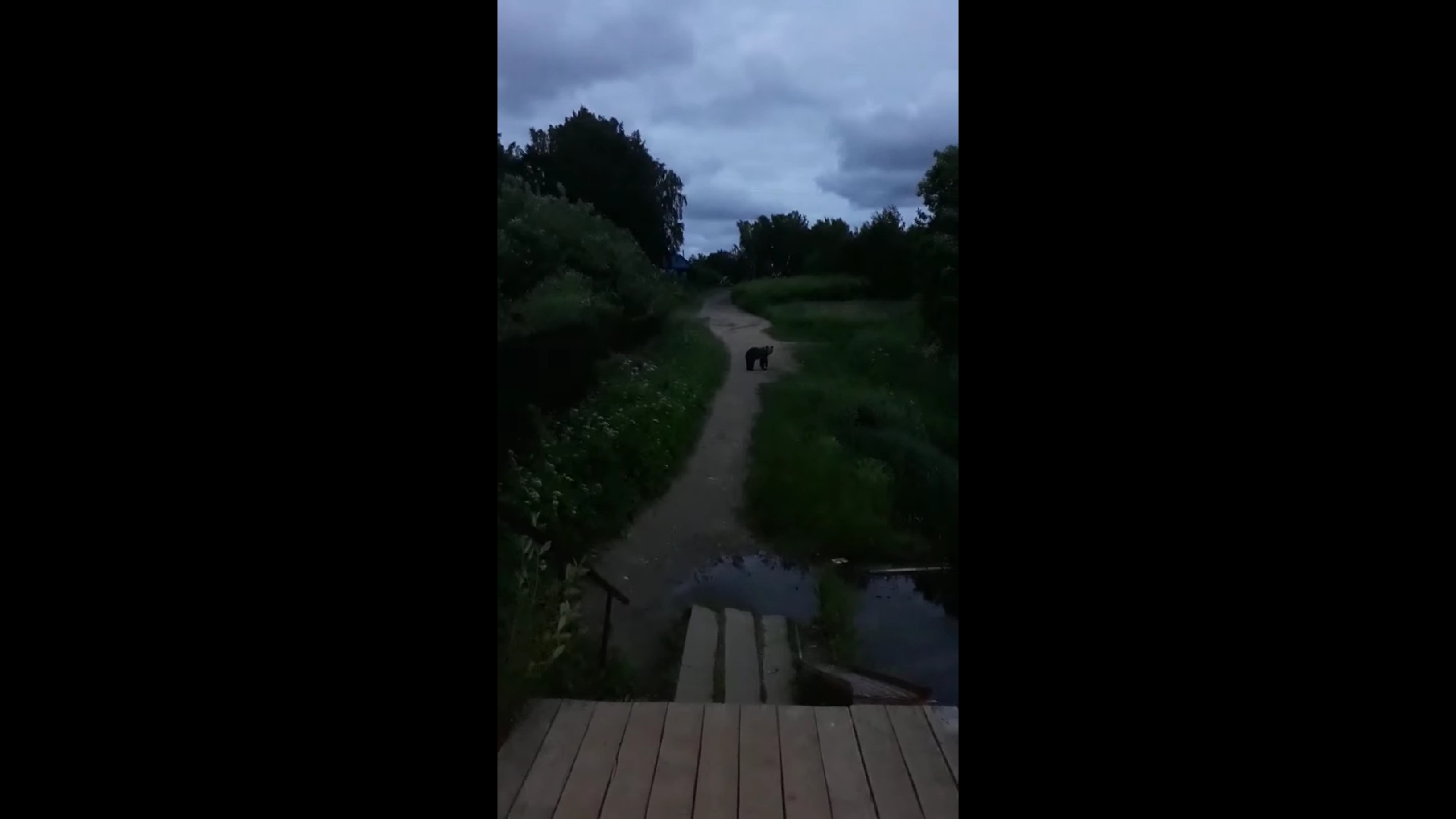 «Миша, это я»: в Рыбинске велосипедист повстречал медвежонка