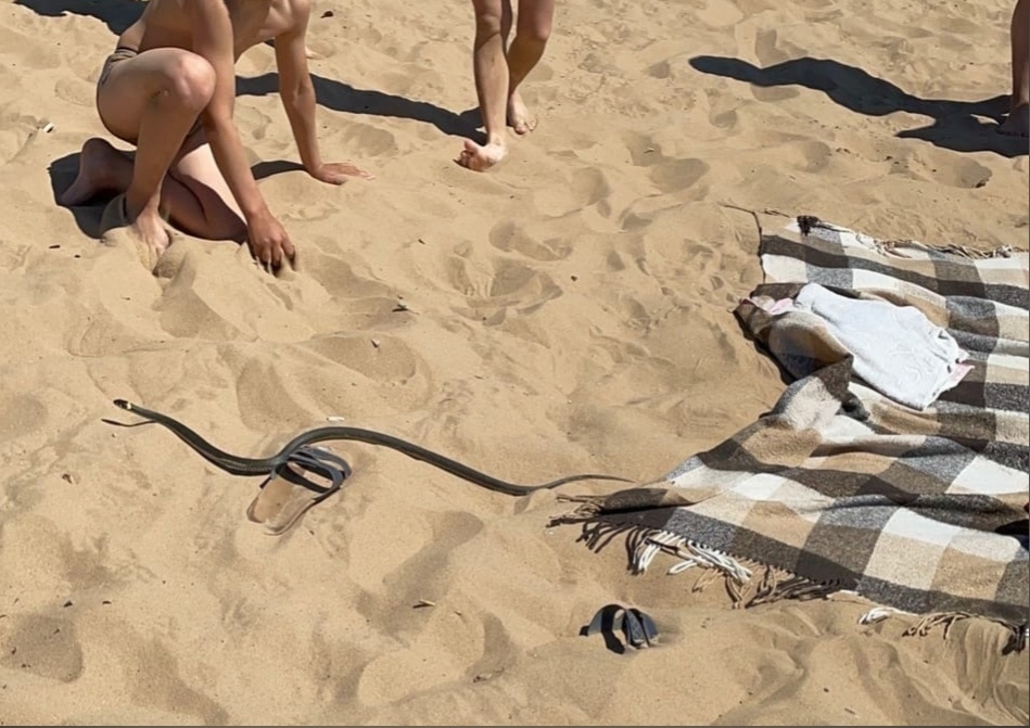 В Рыбинске змея на пляже напугала отдыхающих