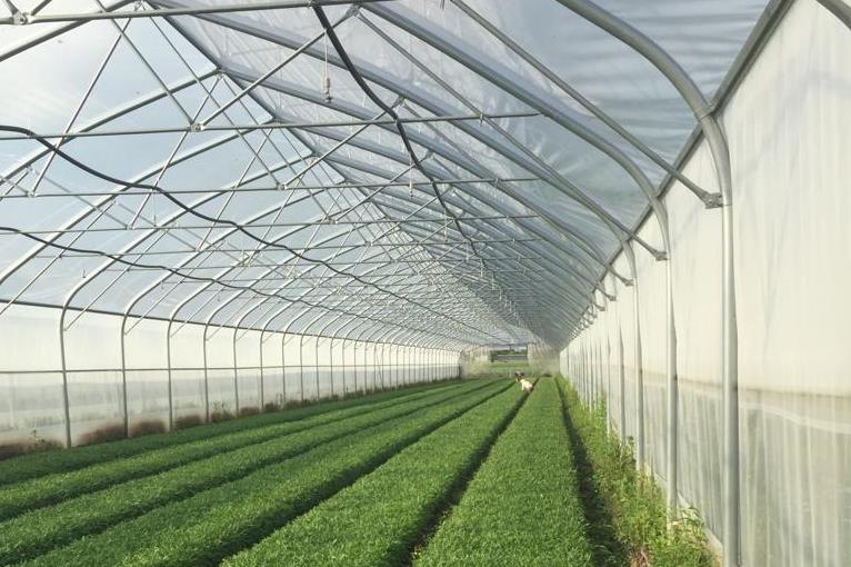 Ярославское предприятие построило новые теплицы для выращивания полезных салатов беби-лиф