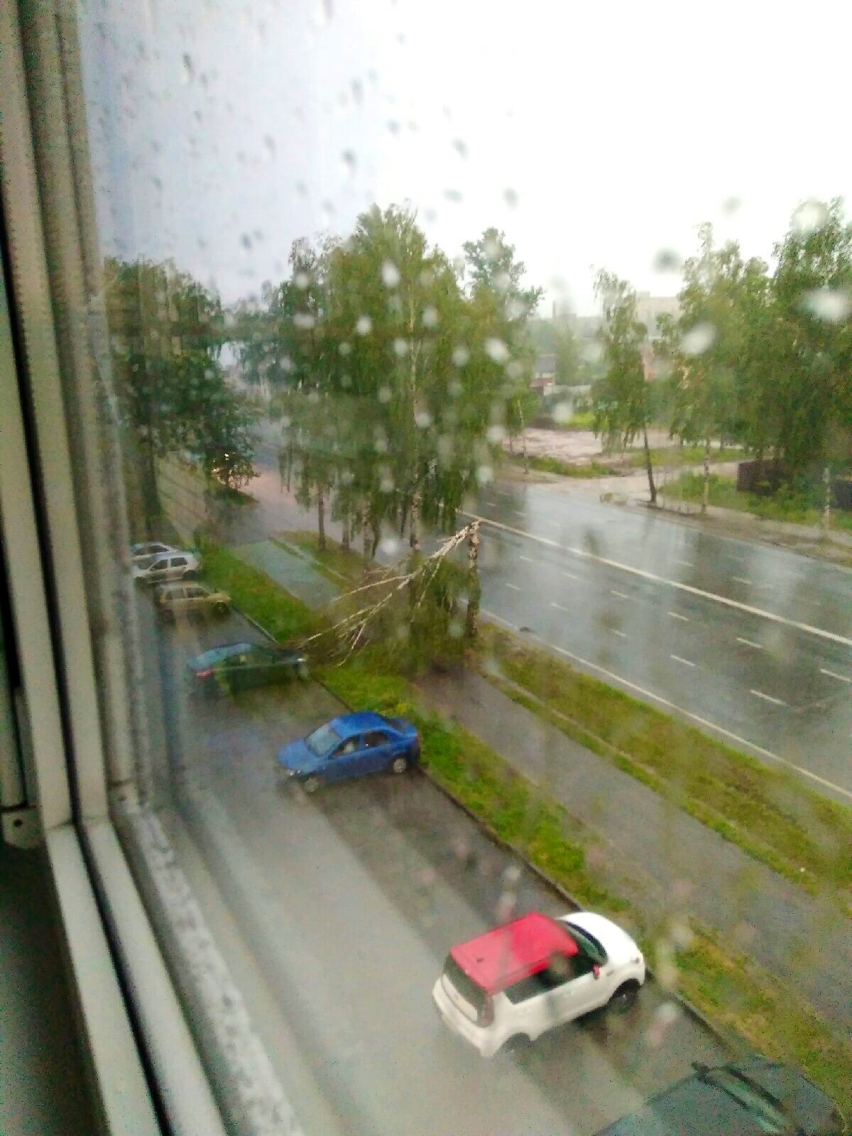 В Ярославской области штормовой ветер валил деревья