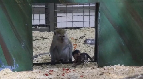 В Ярославском зоопарке малышу в семье макак дали имя