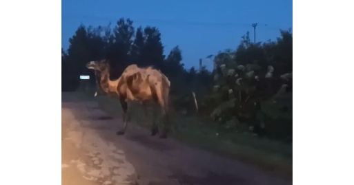 На дороге под Ярославлем водителей напугал верблюд