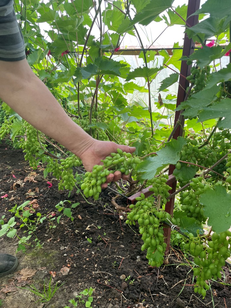 Фермер из Даниловского района выращивает более 15 сортов винограда
