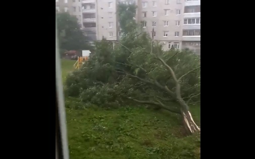 Машины ушли под воду, деревья повалило: в Рыбинске устраняют последствия сильного ливня