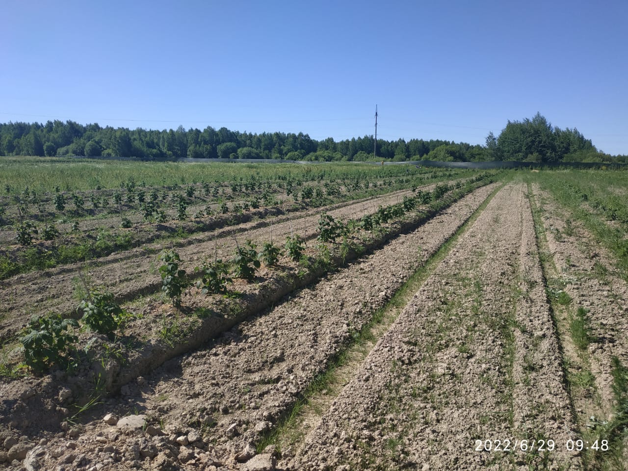 На семейной ферме в Рыбинском районе благодаря гранту планируют выращивать до 11 тонн ягод в год