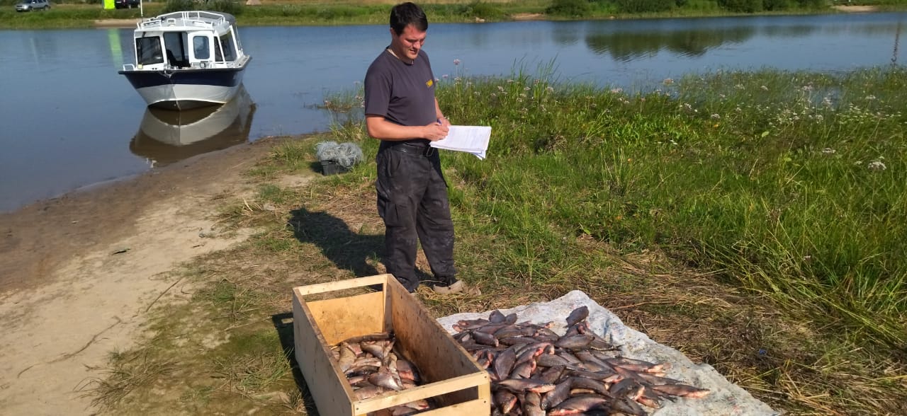 Ущерб на 125 тысяч рублей: в Ярославской области задержали браконьера, добывшего 250 рыб запрещенными сетями