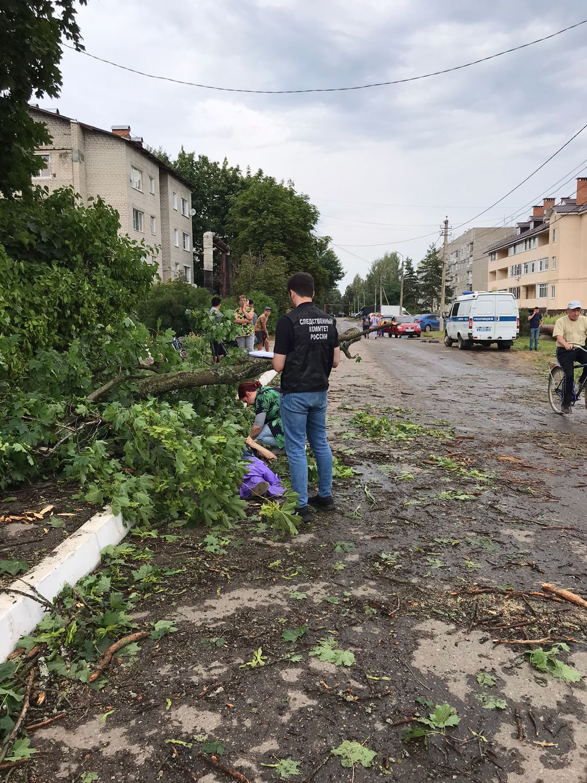Под Ярославлем женщину насмерть придавило упавшим деревом