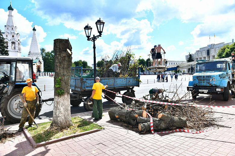 В Ярославле на Советской площади высадят молодые липы