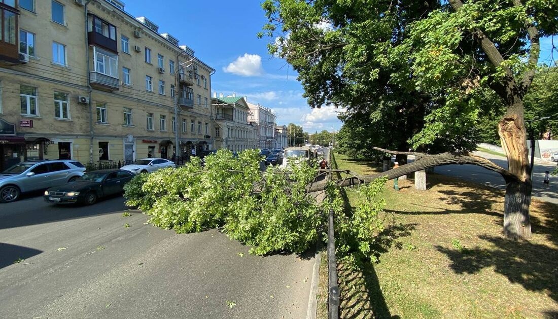 В центре Ярославля ветка дуба упала на дорогу и перекрыла движение