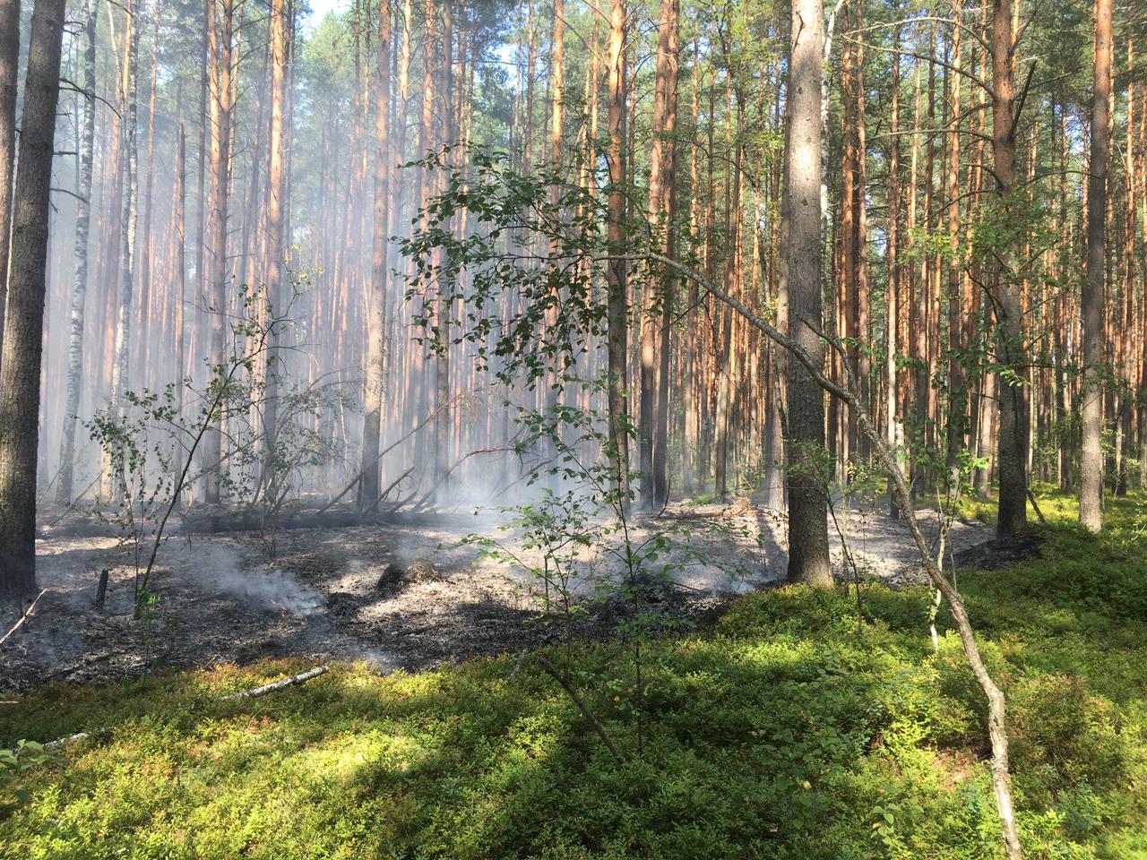 В четверг в Ярославской области ликвидировали два лесных пожара