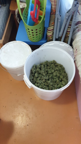 В Ярославском районе задержали мужчину, хранившего больше 4 килограммов высушенной конопли и 30 кустов растения