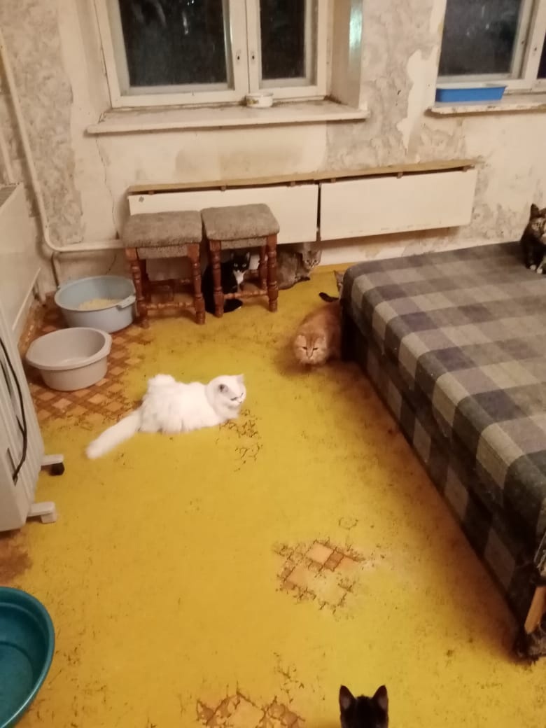 Хозяйка попала в реанимацию: в Ярославской области 20 кошек остались без присмотра в квартире