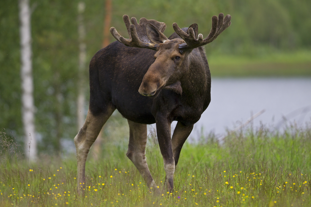В Ярославской области открывается сезон охоты на лося