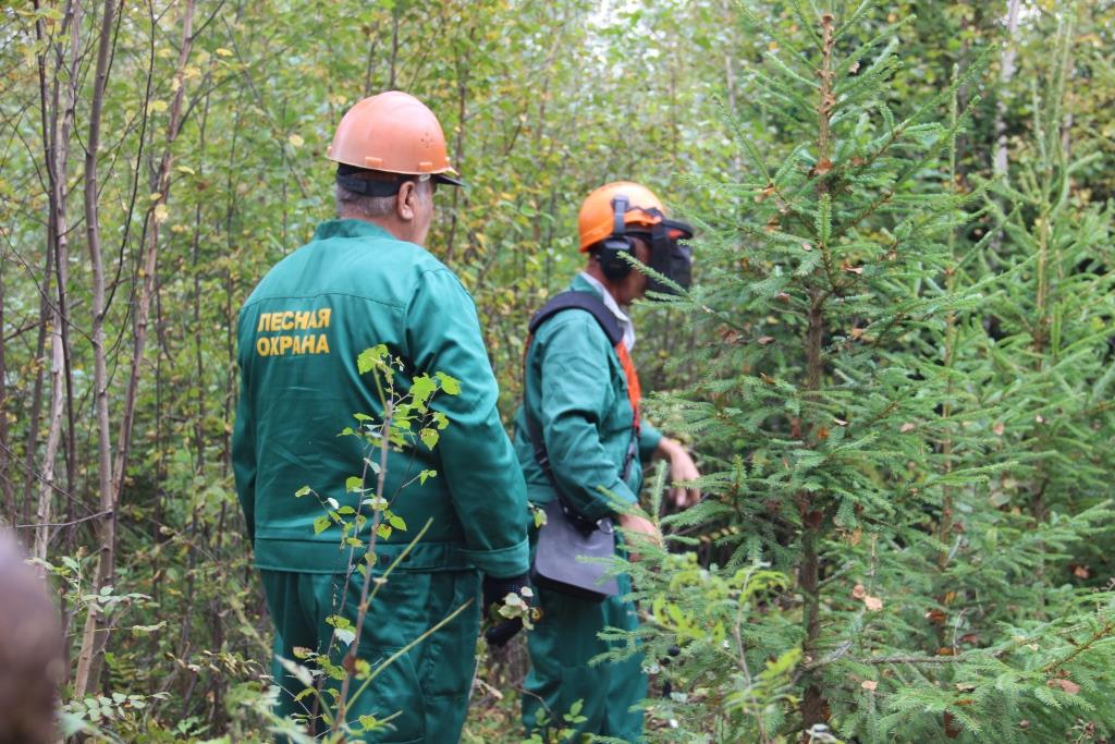 Рубки ухода в молодых лесах Ярославской области провели на площади порядка 600 гектаров