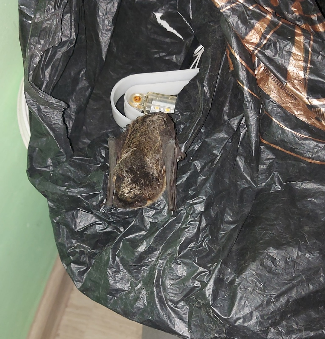 На балкон жилого дома в Ярославле залетела летучая мышь