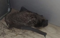 На балкон жилого дома в Ярославле залетела летучая мышь