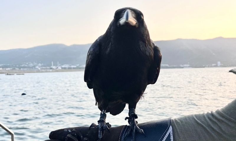 Ворон ярославского актера Романа Курцына вернулся домой