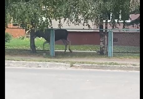 За Волгой в Ярославле лось проник на территорию детского сада