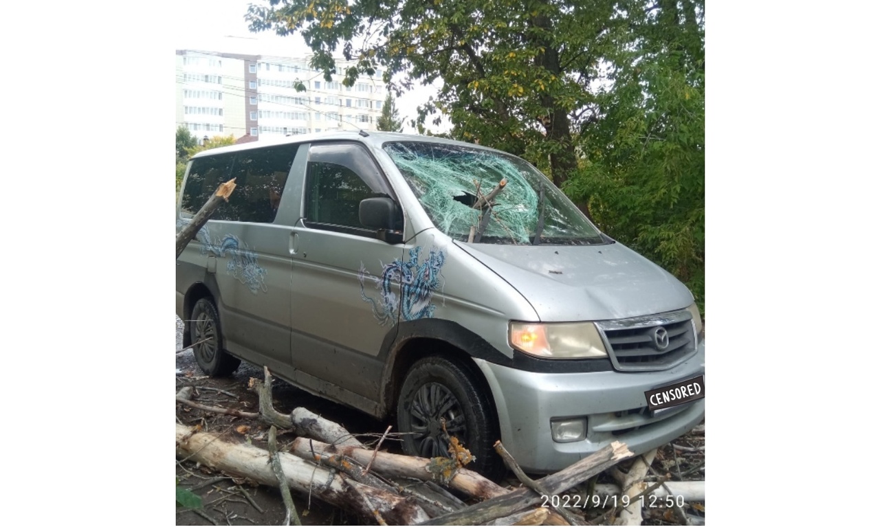 Во время штормового ветра в Ярославской области падающие деревья повредили машины и дворы