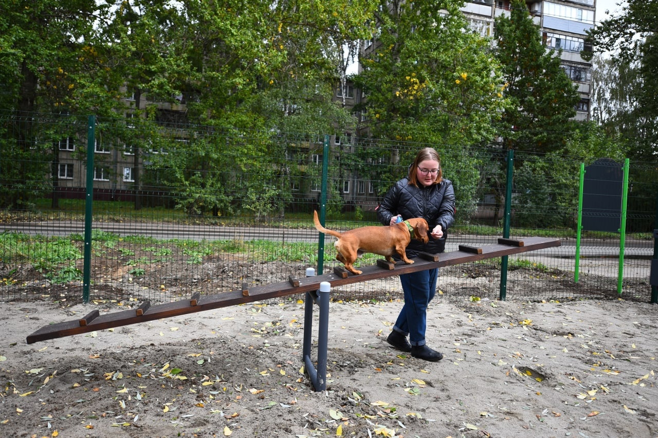 В Дзержинском районе Ярославля открыли две площадки для выгула собак