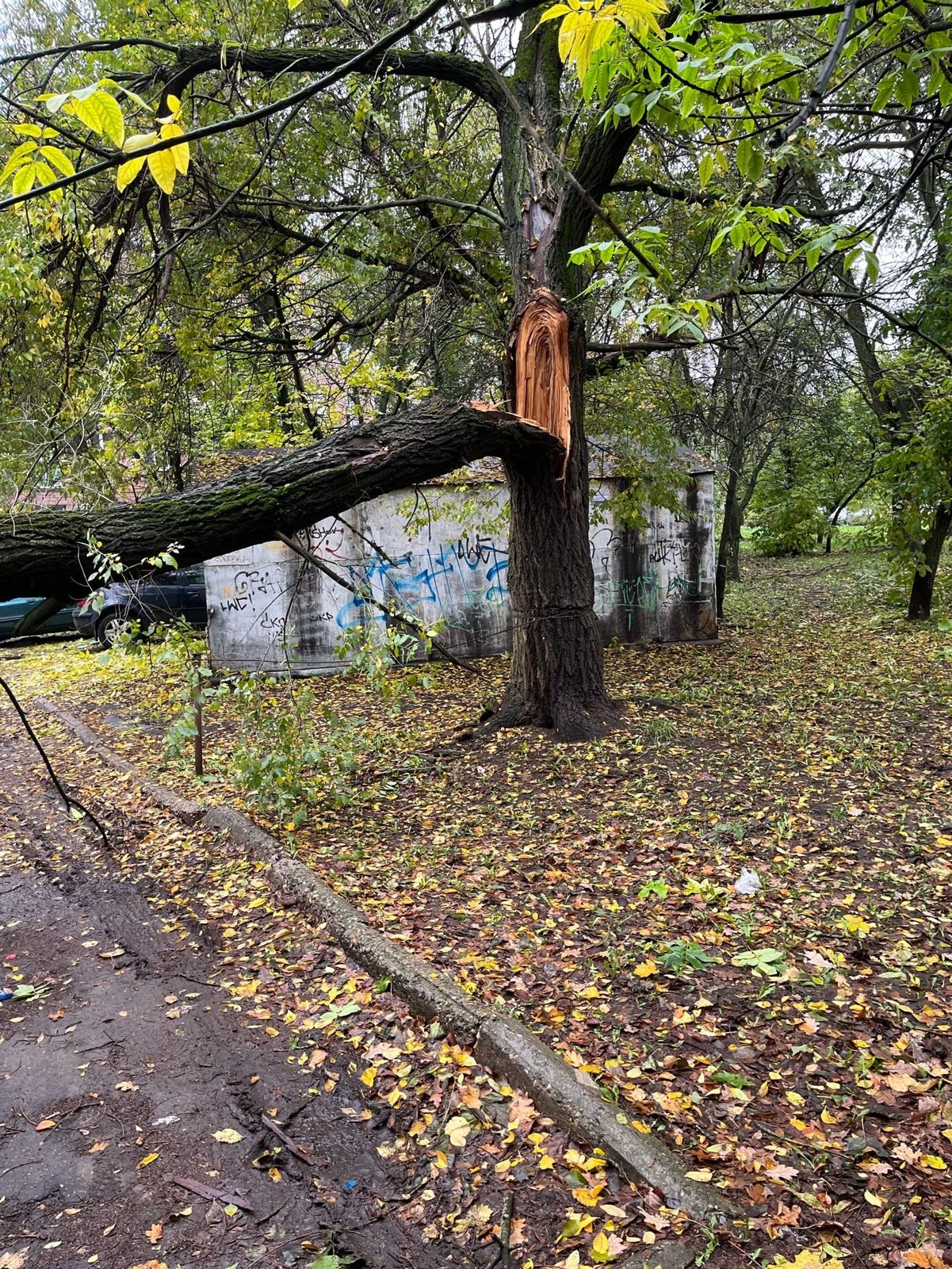 В Ярославле упавшее дерево придавило сразу три машины