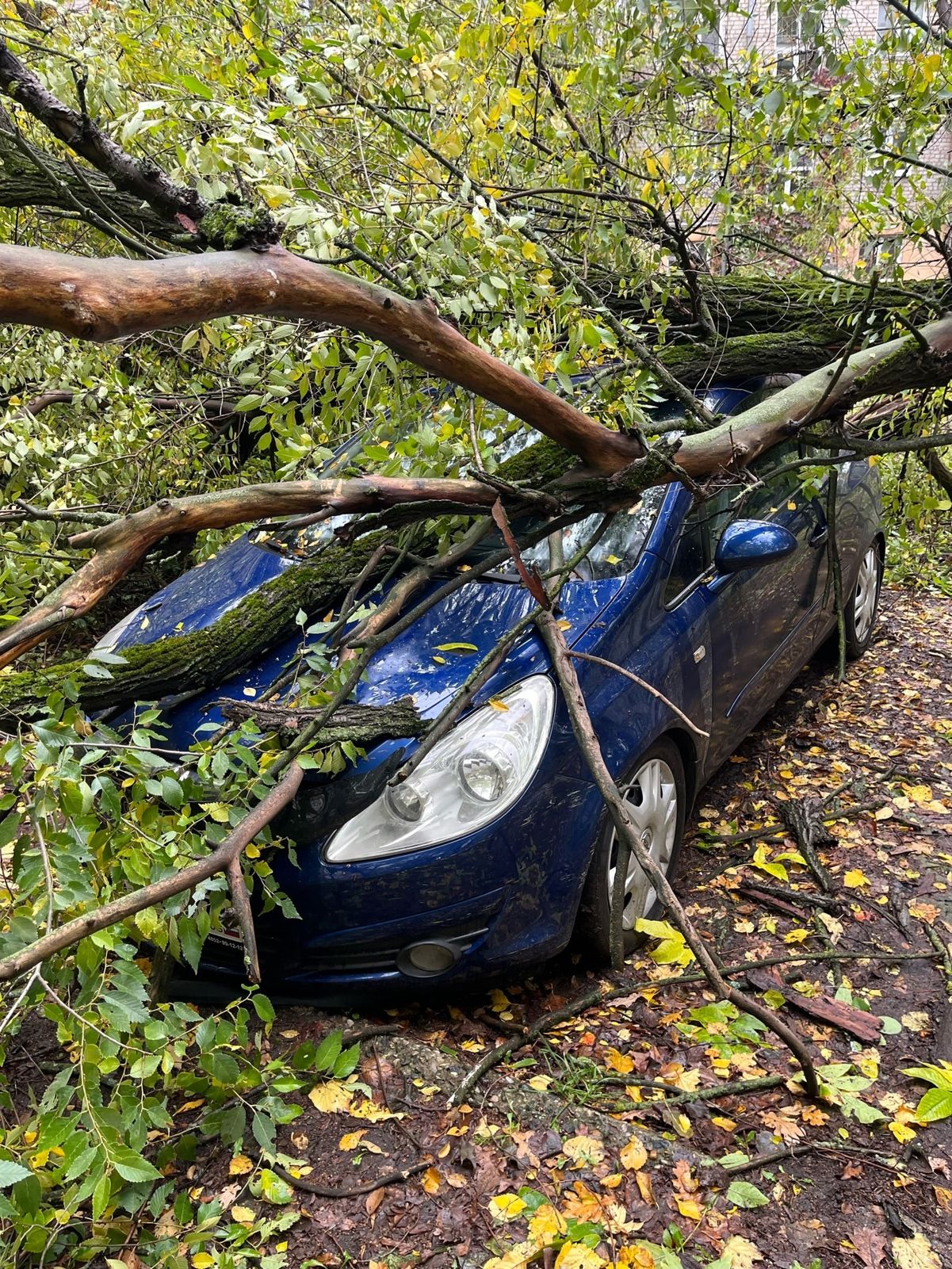 В Ярославле упавшее дерево придавило сразу три машины